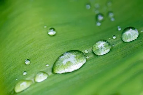 Rain drops on flower leaf close up Foto stock