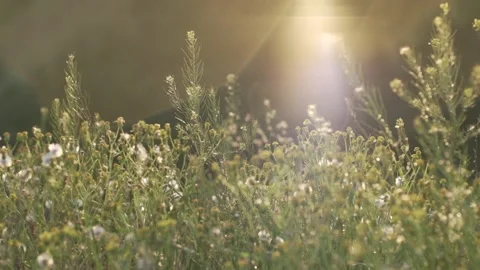 Rain drops on flowers in forest, slow motion. Nature reserve. Eco-friendly Video stock 144055779