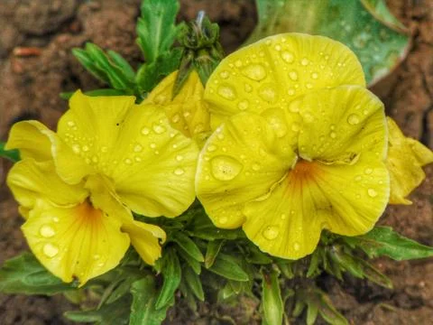 Rain drops on the flowers Stock Photos