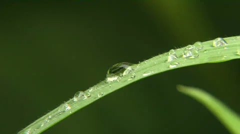Rain drops on Foliage 02 動画素材 24673066
