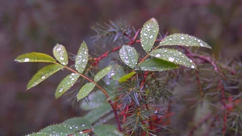 Rain Drops on the Foliage Stock Footage 81320368