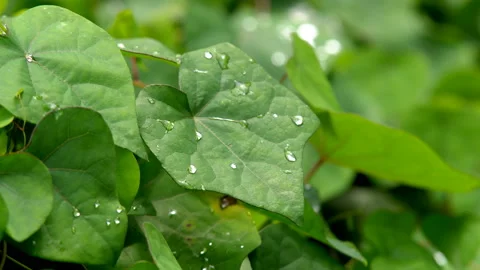 Rain Drops on the Foliage Stock Footage 97959076