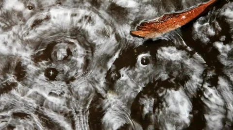 RAIN DROPS Stock Footage 757878