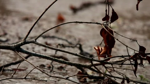 Rain drops Stock Footage 758717