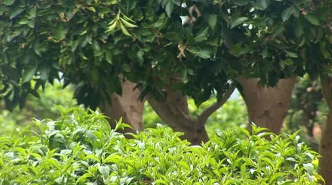 Rain drops Stock Footage 12293484