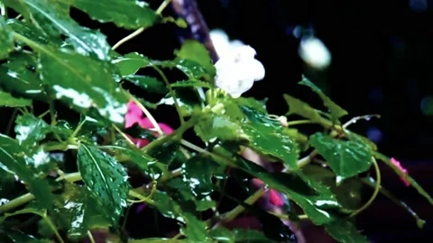 Rain Drops Stock Footage 170091764