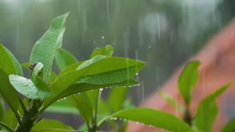 Rain drops Stock Footage 237603379