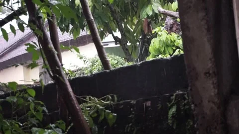 Rain drops Stock Footage 301216216