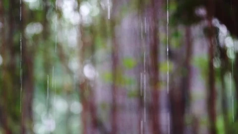Rain drops on the forest background Stock Footage 92297442