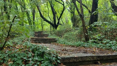 Rain Drops on Forest Pathway and Old Steps 4K Video Video stock 318735412