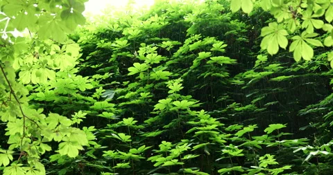 Rain drops on fresh green tree leaves on wet summer day Stock Footage 316726334