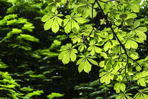 Rain drops on fresh green tree leaves on wet summer day Stock Photos