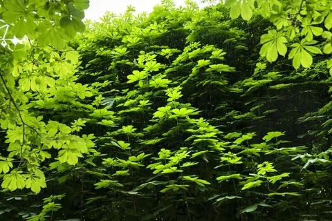 Rain drops on fresh green tree leaves on wet summer day Stock Photos