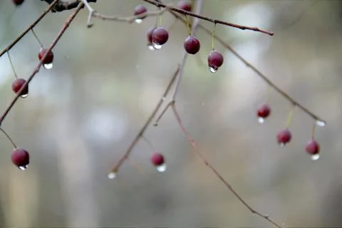 Rain drops on the fruit Stock Photos