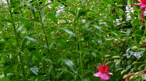 Rain drops in the garden Stock Footage 56090325