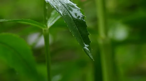 Rain drops in the garden Stock Footage 56722287