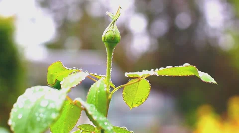 Rain drops on garden plant Stock Footage 30100288