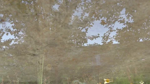 Rain drops in the garden. In reflection, trees Stock Footage 81375171