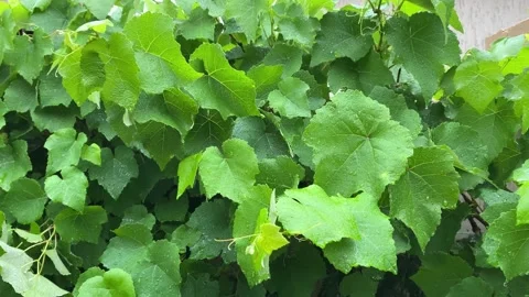 Rain drops on grape leaves Stock Footage 169390987