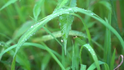 Rain Drops on Grass, Dewy Close-Up Wet Fresh Rainy Stock Footage 263257804
