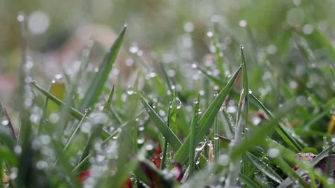Rain Drops on Grass Video stock 200785133