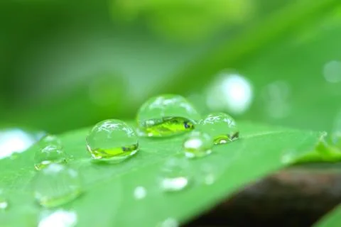 Rain drops on grass leaf Stock Photos
