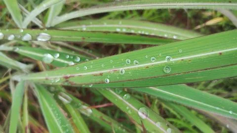 Rain drops on grass leaves right after a heavy rain Stock Photos