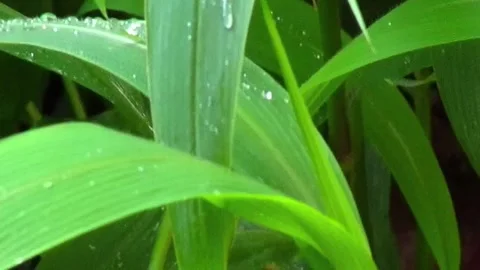 Rain drops on grass macro video 720p Stock Footage 289014839