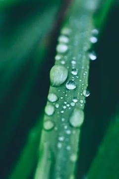 Rain drops on the grass Stock Photos