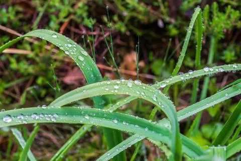 Rain drops on the grass Stock Photos