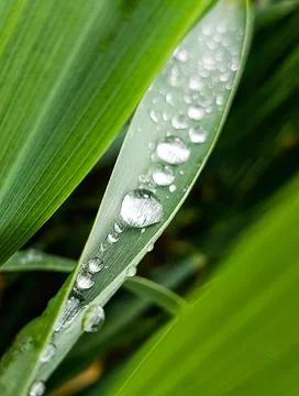 Rain drops on the grass Stock Photos