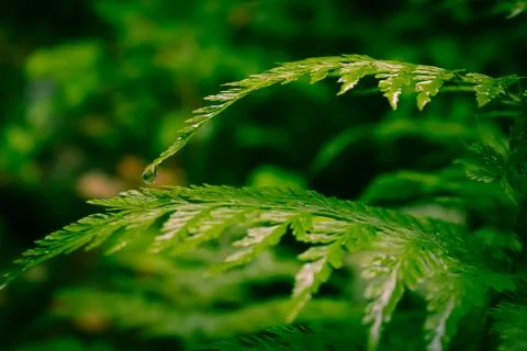 Rain drops on a grass Stock-Fotos