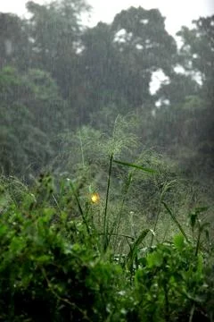 Rain drops on the grass Stock Photos