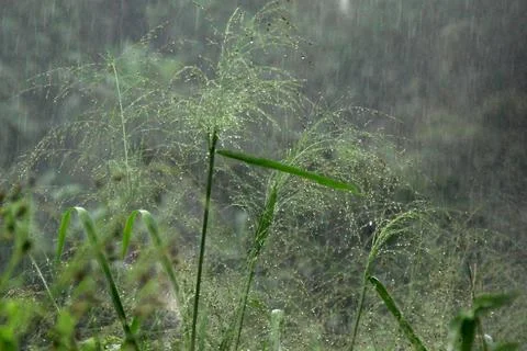 Rain drops on the grass Stock Photos