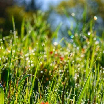 Rain drops in the grass.tif Stock Photos