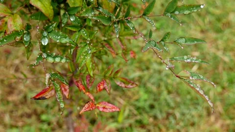 Rain drops on green and red leaves 스톡 동영상 165195189