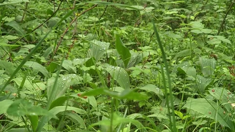 Rain Drops on Green Forest Leaves Stock Footage 330472674