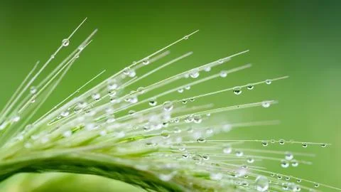 Rain drops on green grass background Stock Photos