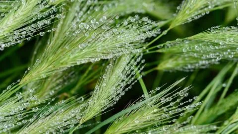 Rain drops on green grass background Stock Photos