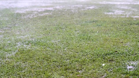 Rain drops on a green grass field Stock Footage 97779598