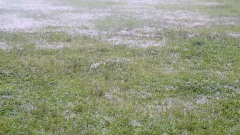 Rain drops on a green grass field Stock Footage 97779654