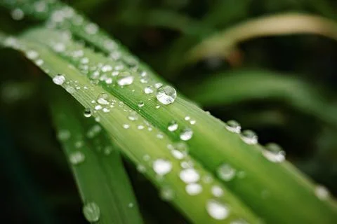Rain Drops on Green Grass Leaf. Stock Photos