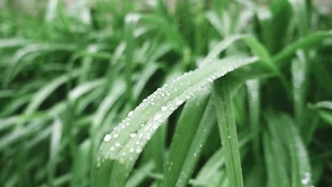 Rain drops on green grass in the wind Stock Footage 151452564