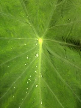 Rain drops on the green leaf after the rain Stock Photos