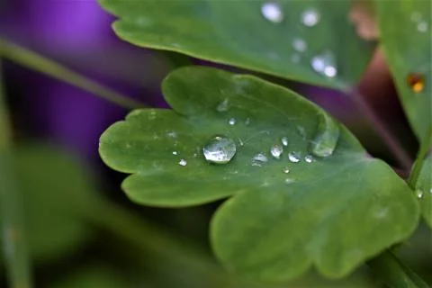 Rain drops on green leaf as close up Foto stock