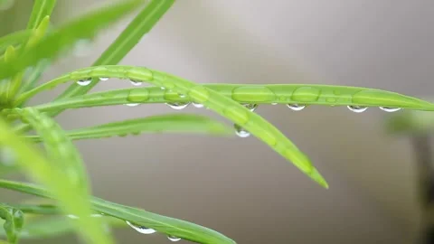 Rain Drops on Green leaf closeup view Video stock 340001947