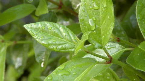 Rain drops on green leaf Stock Footage 280230