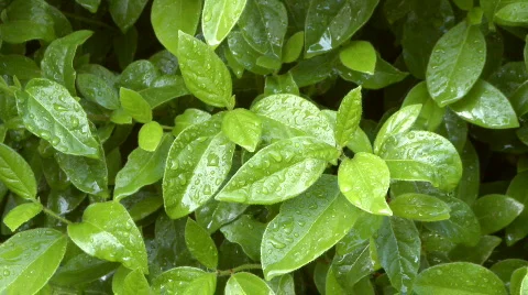 Rain drops on green leaf Stock Footage 291527