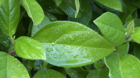 Rain drops on green leaf Видео 325304