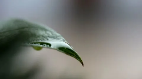 The rain drops on green leaf Stock Footage 22325484